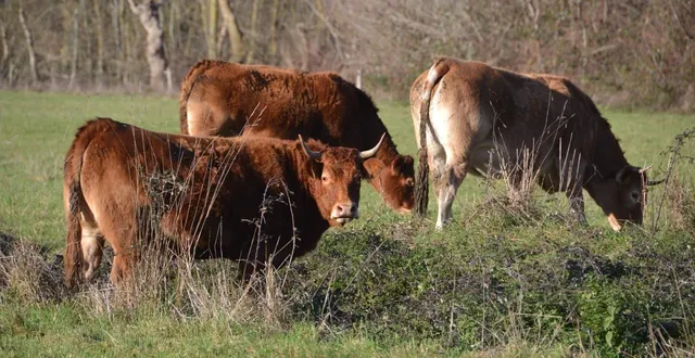 photo  parnay, jeudi 18 décembre 2025. des vaches limousines ont investi cette parcelle qui n’était exploitée que pour le fourrage.  &copy;  co – carl guillet 