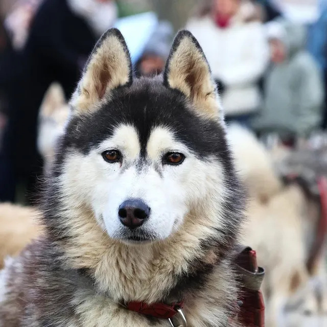 photo une trentaine de chiens de race husky de sibérie se sont relayés pour faire avancer le traîneau.  ©  ouest-france
