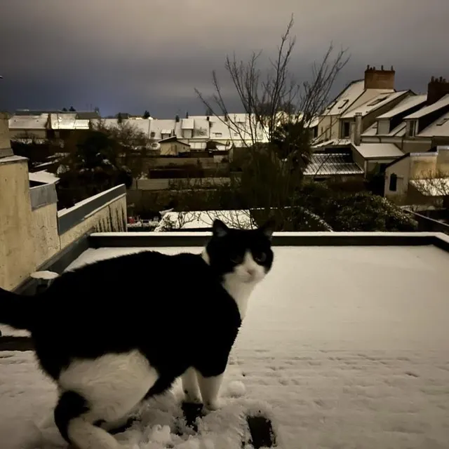 photo si les enfants sont sûrement ravis de voir la neige au réveil, ce chat manceau lui n’est pas ravi de voir sa sortie matinale perturbée !  ©  photo le maine libre