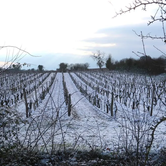 photo les vignes sous une couche de neige.  ©  co