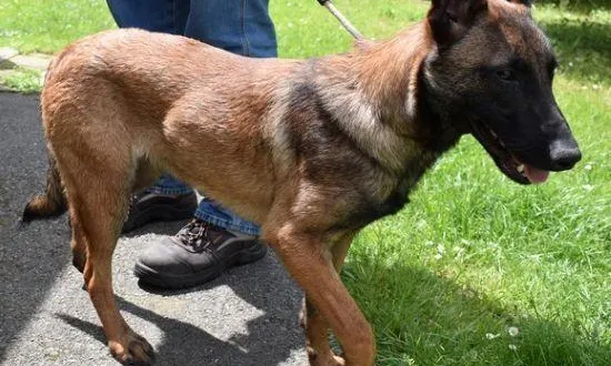 photo  paco, croisé berger malinois de trois ans, attend une nouvelle famille, pour la vie cette fois.  &copy;  spaa 