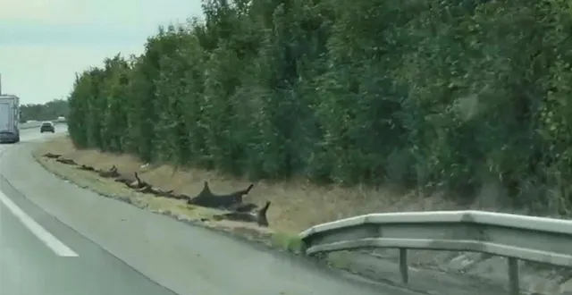 photo  dix-neuf sangliers ont été retrouvés morts sur une route en maine-et-loire.  &copy;  capture écran vidéo facebook/ s. le merrer 