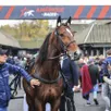 photo jushua tree s’annonce comme un potentiel favori du prochain prix d’amérique, qui sera couru le dimanche 25 janvier 2026 sur l’hippodrome de paris-vincennes.