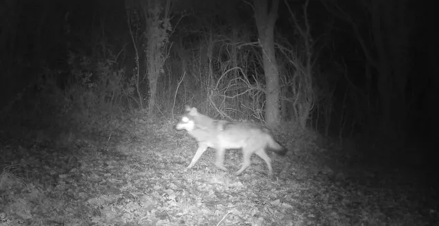 photo  le loup pris en photo dans la nuit du 7 au 8 décembre à la séguinière. depuis, aucune autre image de l’animal dans le département n’a été rendue publique.  &copy;  anonyme 