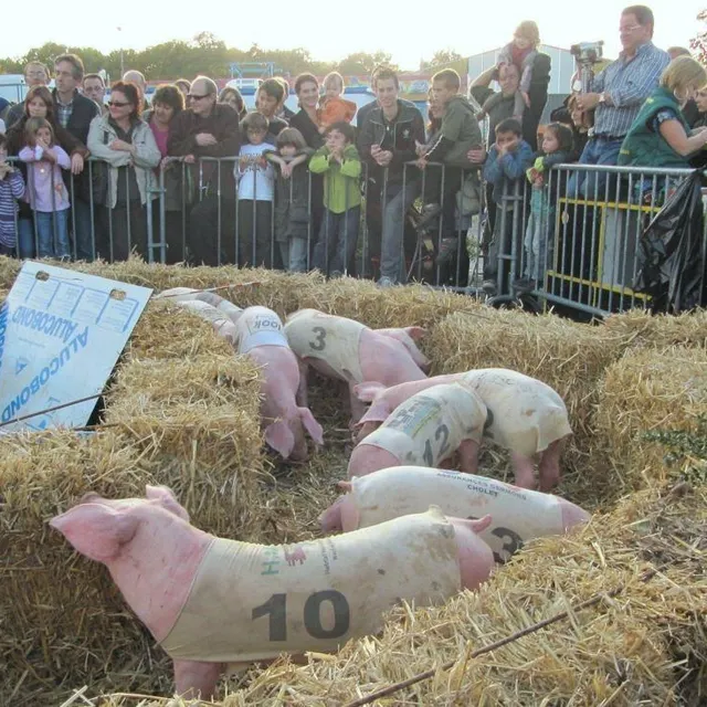 La course des cochons est une des nombreuses attractions de cette fête populaire qui attire chaque année à Orée-d’Anjou des milliers de personnes. Archives Ouest-France photo la course des cochons est une des nombreuses attractions de cette fête populaire qui attire chaque année à orée-d’anjou des milliers de personnes. © archives ouest-france