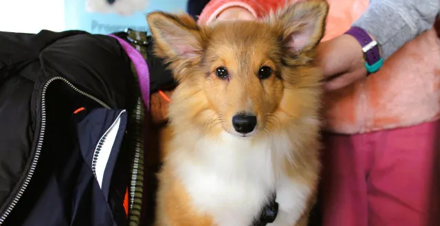 photo  durant l’atelier de lecture, les chiens médiateurs sont très sollicités : câliner appy aide les élèves à se détendre et les motive à rester pleinement investis dans le cercle de lecture.  &copy;  le maine libre 