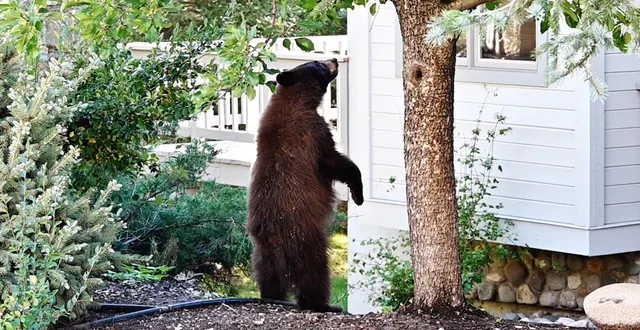 photo  un ours noir d’amérique s’approchant d’une maison.  &copy;  photo d’illustration : steverts / getty images / istockphoto 