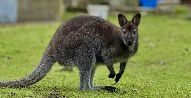 photo  un wallaby a été aperçu dans la commune de locminé (morbihan), ce mardi 30 décembre 2025 (photo d’illustration).  &copy;  archives ouest-france 