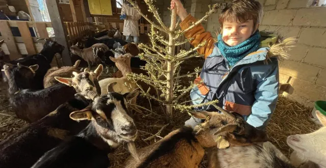 photo  aimé cerveira, 5 ans et demi, tient le sapin de noël que les chèvres naines de la ferme des terres fleuries, à heugon, ne vont pas tarder à finir de dévorer.  &copy;  ouest-france 