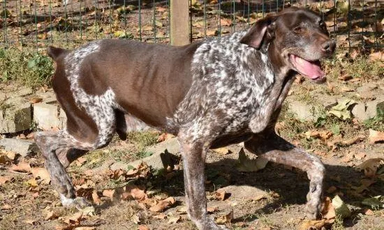 photo  à dix ans, jerry a toujours fière allure.  &copy;  spaa 