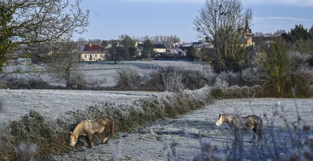 photo  à sargé-lès-le-mans, les chevaux se sont réveillés dans un paysage blanc.  &copy;  le maine libre - denis lambert 