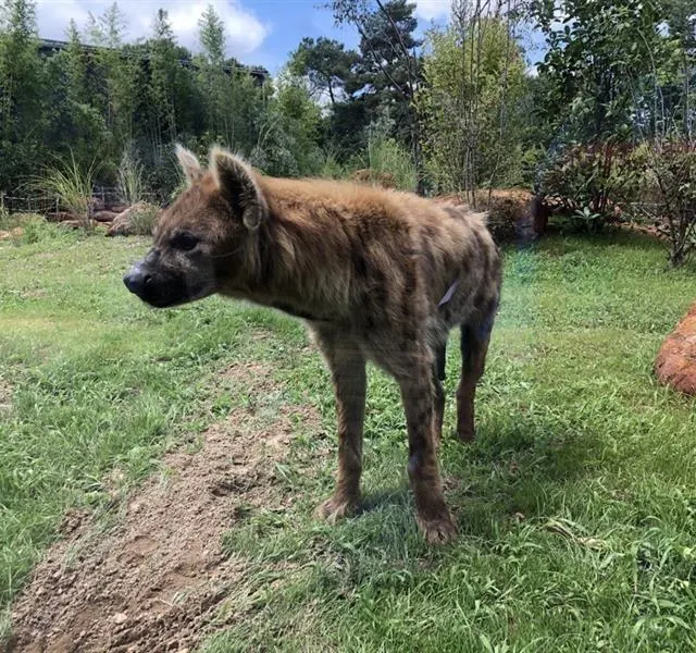 photo deux hyènes tachetées sont arrivées au mois de juillet au zoo de la flèche.  ©  ouest-france