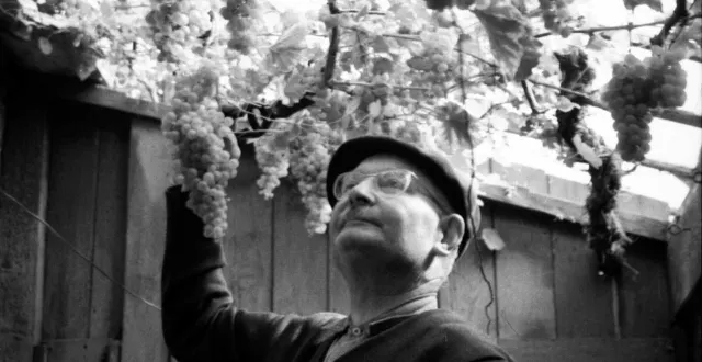 photo  gustave régnier, un flérien, produit son vin en 1964.  &copy;  archives de flers/ fonds guillaume 