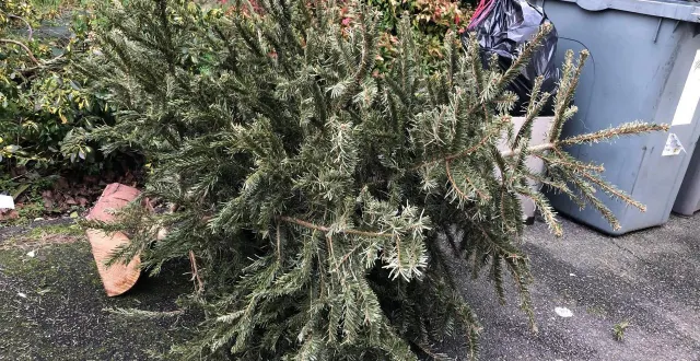 photo  que faire de votre sapin de noël ?  &copy;  le maine libre 