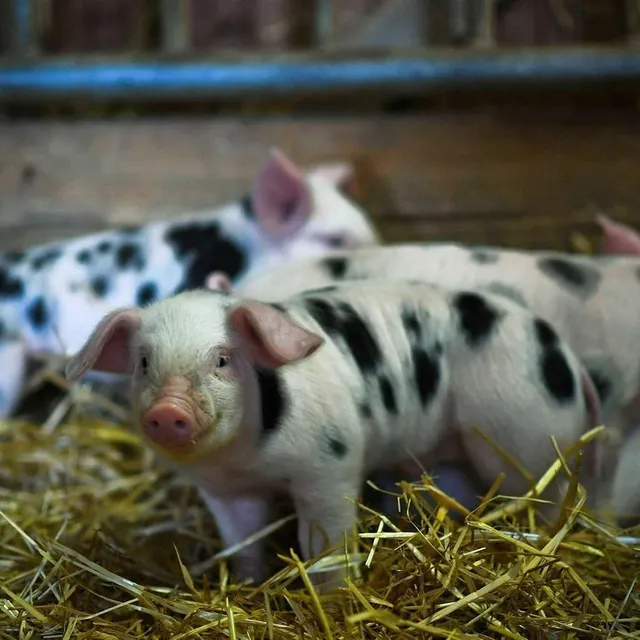 photo la maison de la prairie permet de découvrir des races rares, comme le porc de bayeux.  ©  archives le maine libre - denis lambert