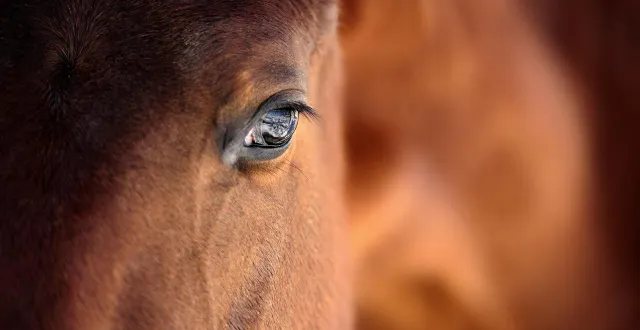 photo  ce lundi 5 janvier 2026, un homme âgé de 80 ans a été condamné pour avoir terrorisé le gérant d’un centre équestre, ainsi que le père de ce dernier.  &copy;  fotolia 