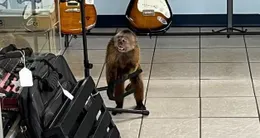 Info insolite  le singe visiblement espiègle s’en est pris aux instruments d’un magasin de musique. 