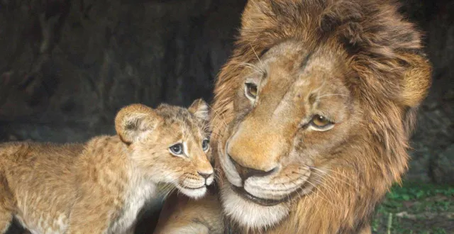 photo  « mufasa : le roi lion »  &copy;  (photo : walt disney company) 