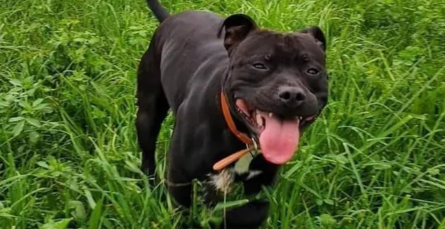 photo  le chien, un staff bull-terrier, avait reçu plusieurs coups de machette. « le vétérinaire a cru ne pas pouvoir le sauver », a rappelé le président du tribunal correctionnel du mans (sarthe).  &copy;  archives ouest-france 