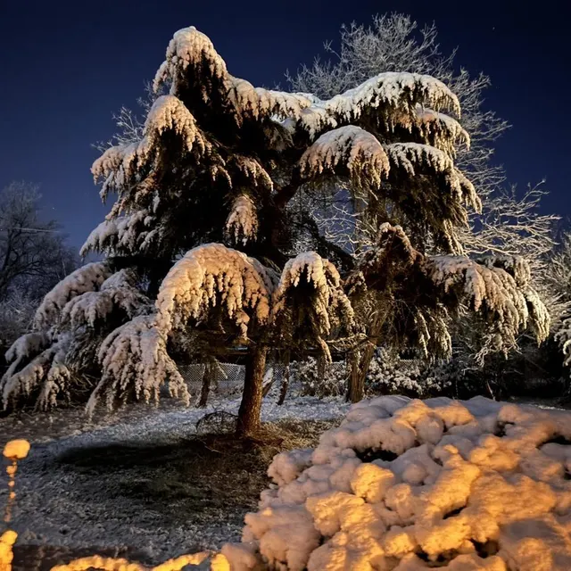 photo un jardin enneigé à chemillé, ce mardi 6 janvier.  ©  ouest-france