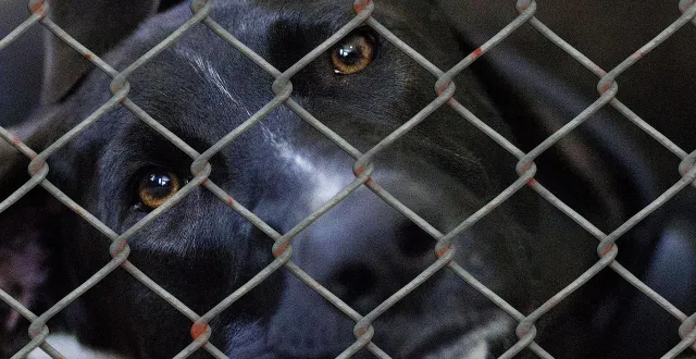 photo  la spa de poitiers a lancé un appel aux dons sur facebook vendredi 2 janvier 2026 pour trouver des pulls, couvertures et polaires. photo d’illustration.  &copy;  geralt / pixabay 