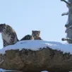 photo  mardi 6 janvier 2026. les panthères des neiges du parc se posent au soleil, sur la neige. 