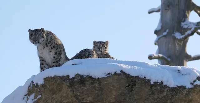 photo  mardi 6 janvier 2026. les panthères des neiges du parc se posent au soleil, sur la neige.  &copy;  photo bioparc 