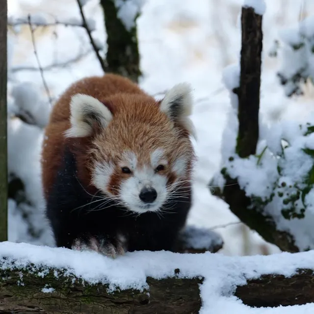 photo un panda roux déambule dans la neige.  ©  photo bioparc