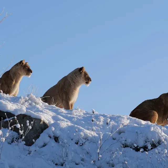 photo mardi 6 janvier 2026. depuis la colline, les lionnes du bioparc observent le paysage, tout blanc.  ©  photo bioparc