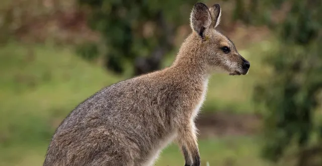 photo  un wallaby a été aperçu et filmé dans les rues d’ambarès-et-lagrave (gironde) ces derniers jours. photo d’illustration.  &copy;  sandid /pixabay 