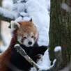 photo  pim, le panda roux au bioparc de doué-en-anjou, en maine-et-loire, s’est réveillé sous la neige ce mardi 6 janvier. 