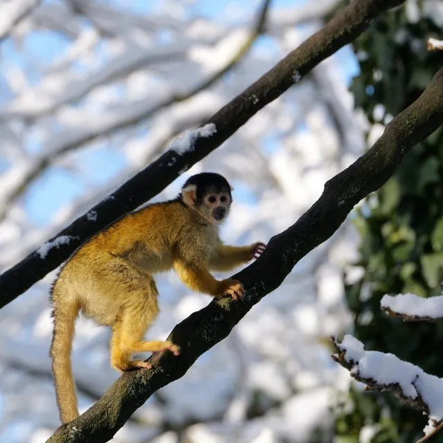 photo l’espèce de singe saïmiri découvre la neige au bioparc de doué-en-anjou.  ©  bioparc de doue-en-anjou