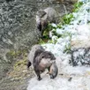 photo le repas des loutres est proposé sur un étang gelé ce mardi 6 janvier 2026.