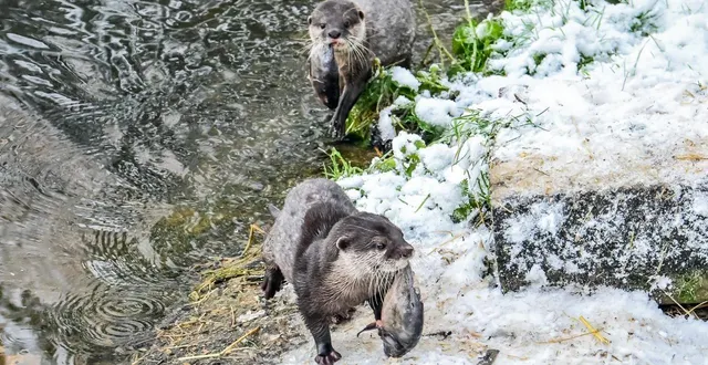 photo  le repas des loutres est proposé sur un étang gelé ce mardi 6 janvier 2026.  &copy;  photo le maine libre - yvon loué 