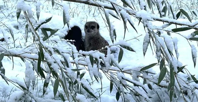 photo  le zoo de la flèche (sarthe) était fermé au public ce mardi 6 janvier 2026 à cause de la neige.  &copy;  ouest france 