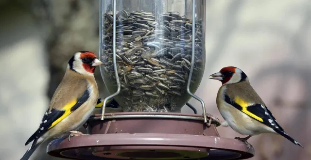 photo  chaque hiver, la ligue pour la protection des oiseaux organise durant un week-end un grand comptage des oiseaux de jardin.  &copy;  ouest france archives 