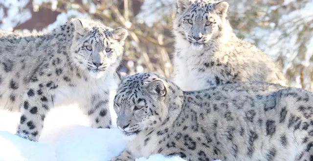 photo  bahini (« sœur » en népalais) et akela (« solitaire » en hindi) sont les premiers petits de wajra, arrivée au bioparc en 2024, et d’armin, un mâle de 10 ans.  &copy;  bioparc 