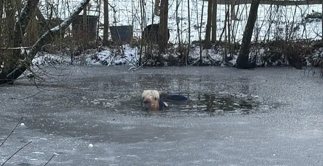 photo  ce 6 janvier 2026, nimo, poney shetland, s’est aventuré sur la glace qui recouvrait une mare, avant que celle-ci ne cède.  &copy;  marie launay 
