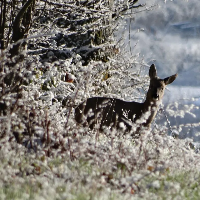 photo ici près de sées, la rencontre avec un chevreuil donnait une scène qui n’était pas sans rappeler bambi.  ©  ouest-france