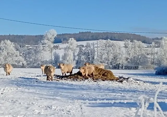 photo les températures négatives affichées sur les thermomètres ornais n’ont pas arrêté les vaches, fidèles au poste dans leur pré à coulmer.  ©  ouest-france