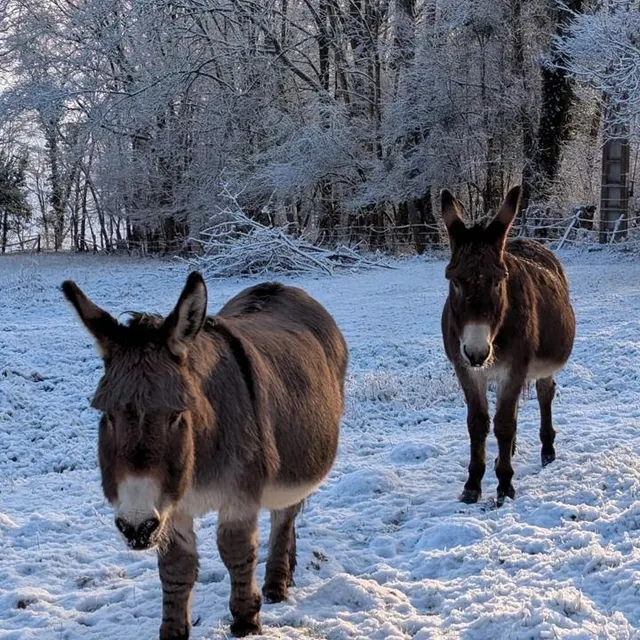 photo les ânes ont bravé le froid et la neige à ceton, mardi 6 janvier 2026.  ©  ouest-france