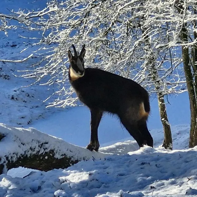 photo le chamois des alpes était plus que jamais dans son élément ces derniers jours.  ©  vincent chauvin, parc animalier d’écouves