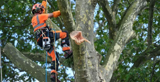 photo  les élagueurs et bûcherons ont déposé un préavis de grève. photo d’illustration.  &copy;  archives 