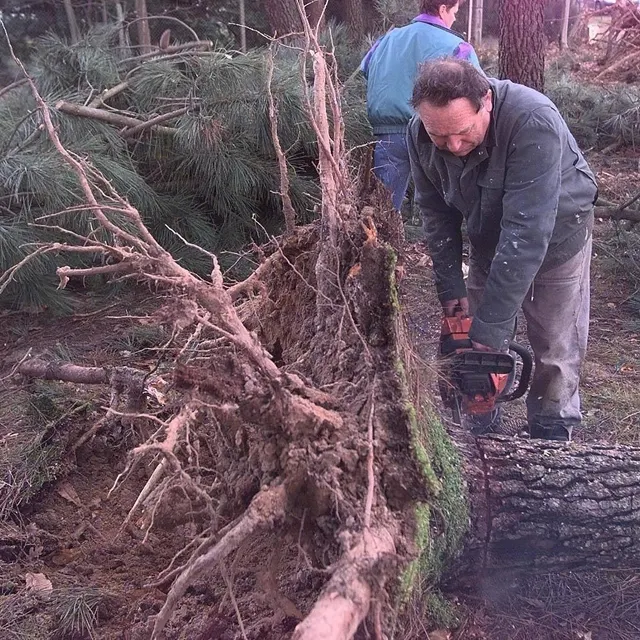 photo la tempête lothar de décembre 1999 a occasionné de nombreux dégâts en sarthe.  ©  franck dubray / archives ouest-france