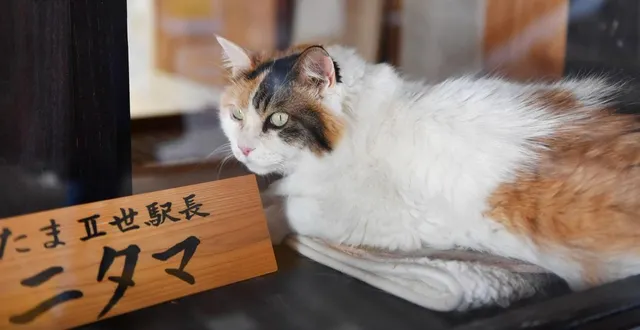 photo  après avoir été l’adjoint de tama, nitama (qui signifie second tama) a occupé le poste à partir de 2015.  &copy;  photo : makoto miyazaki / the yomiuri shimbun via afp 