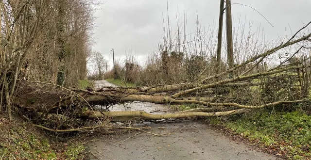 photo  la tempête goretti a soufflé dans la nuit de jeudi 8 à vendredi 9 janvier 2026 en normandie et a fait tomber quantité d’arbres, comme ici près de lisieux.  &copy;  ouest-france 