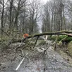 photo  la tempête goretti a occasionné moins de dégâts que prévu, ici la route départementale 335 au niveau du golf de bagnoles-de-l’orne a été barrée en raison de la chute d’un arbre. 