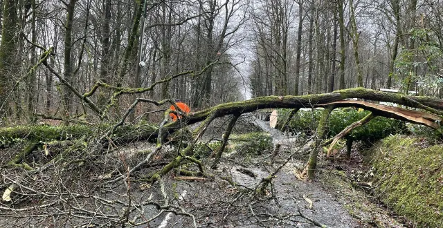 photo  la tempête goretti a occasionné moins de dégâts que prévu, ici la route départementale 335 au niveau du golf de bagnoles-de-l’orne a été barrée en raison de la chute d’un arbre.  &copy;  ouest-france 