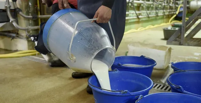 photo   la collecte de lait était difficile, voire impossible en milieu de semaine. le retard pris a conduit à la perte de productions.  &copy;  archives co-marie delage 