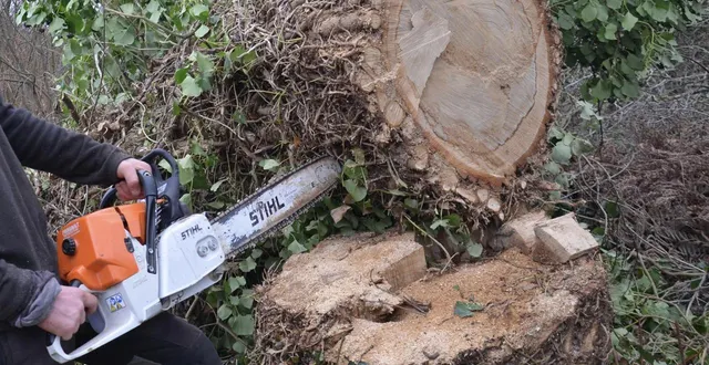 photo  sur le chemin du boulot, kyllian frouel a dû tronçonner plusieurs arbres (photo d’illustration).  &copy;  archives ouest-france 